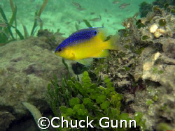 Juvenile Beaugregory, This photo was taken at Co Co View ... by Chuck Gunn 